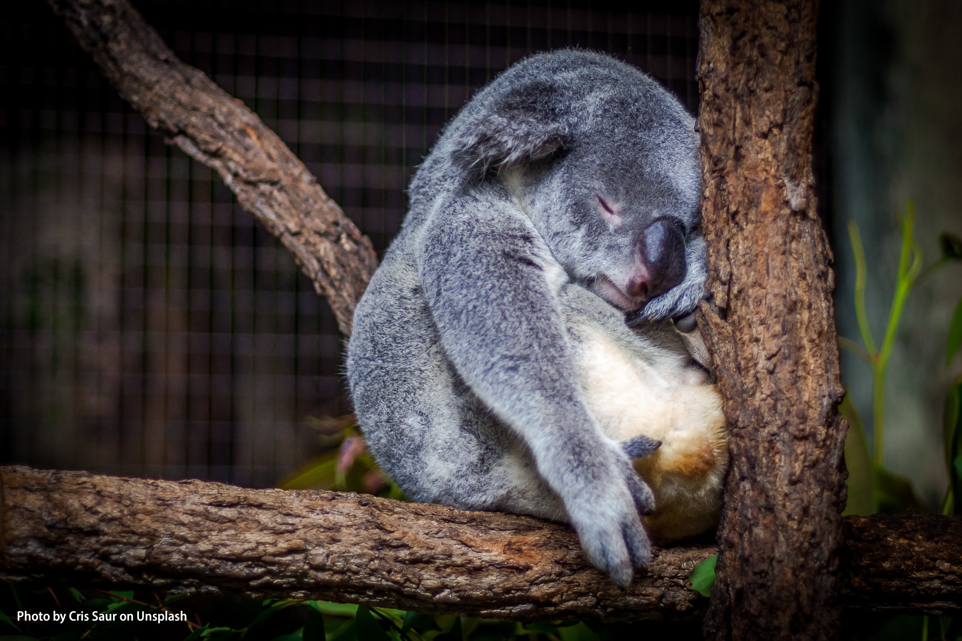 schlafender Koala auf Baum
