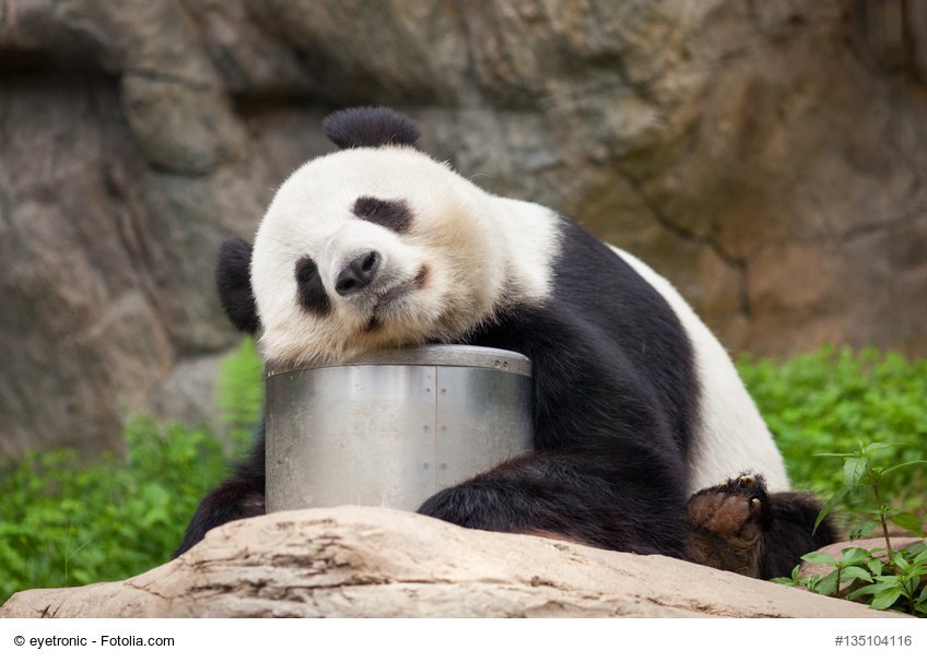 Großer Panda beim Mittagsschlaf